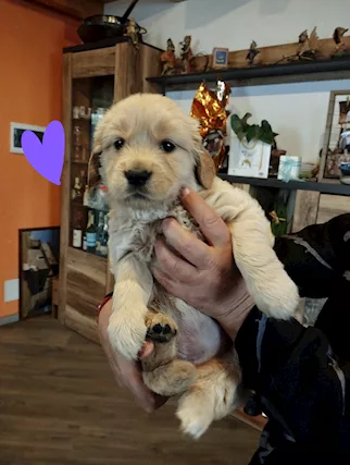 Cuccioli Razza Golden Retriever - Foto 6