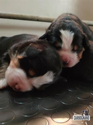 Cuccioli di BOVARO DEL BERNESE con Pedigree - Anteprima 1
