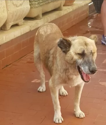 Bubi 6 anni dopo le torture merita 1 casa