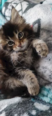 Maine Coon
