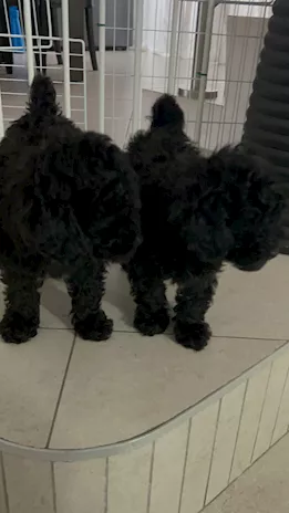 Cucciola Barboncino Nano