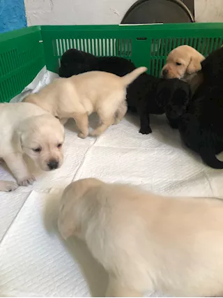 Cuccioli di Razza Labrador - Foto 2