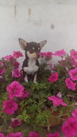 Chihuahua toy chocolate femminuccia, colore cioccolato - Foto 3