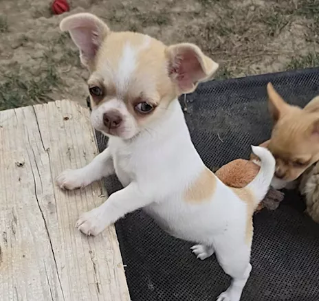 Chihuahua femmina