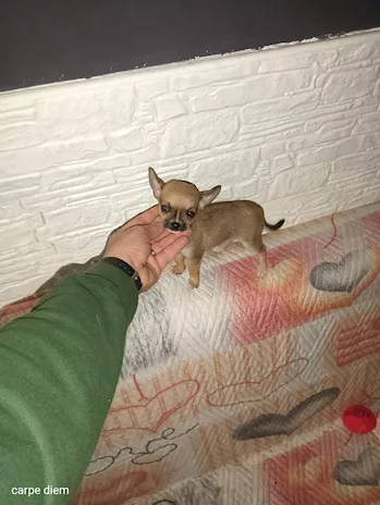 Chihuahua Mini Toy