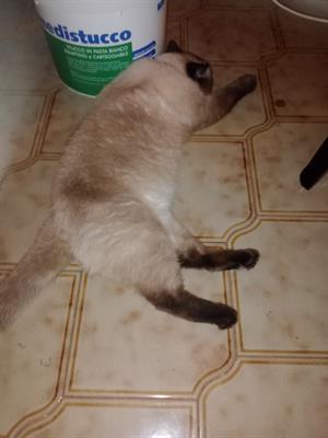 Gatto sacro di Birmania