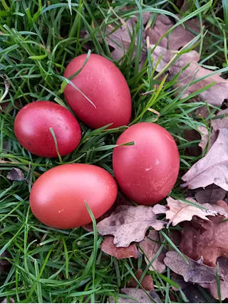 Galline marans e uova fertili