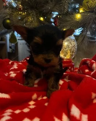 Bellissimi yorkies