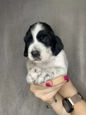 Cuccioli Razza Setter Inglese - Foto 6