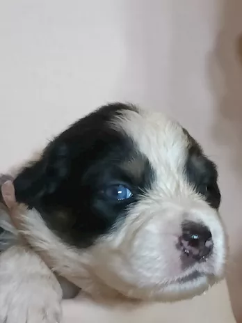 Cuccioli di Pastore Australiano
