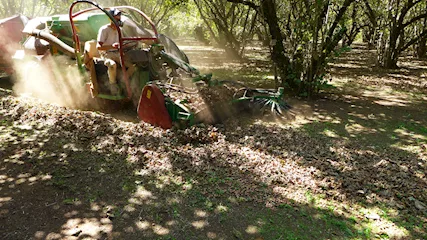 Terreno Noccioleto Pianeggiante a Reddito