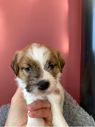 Cuccioli di Jack Russell a pelo duro