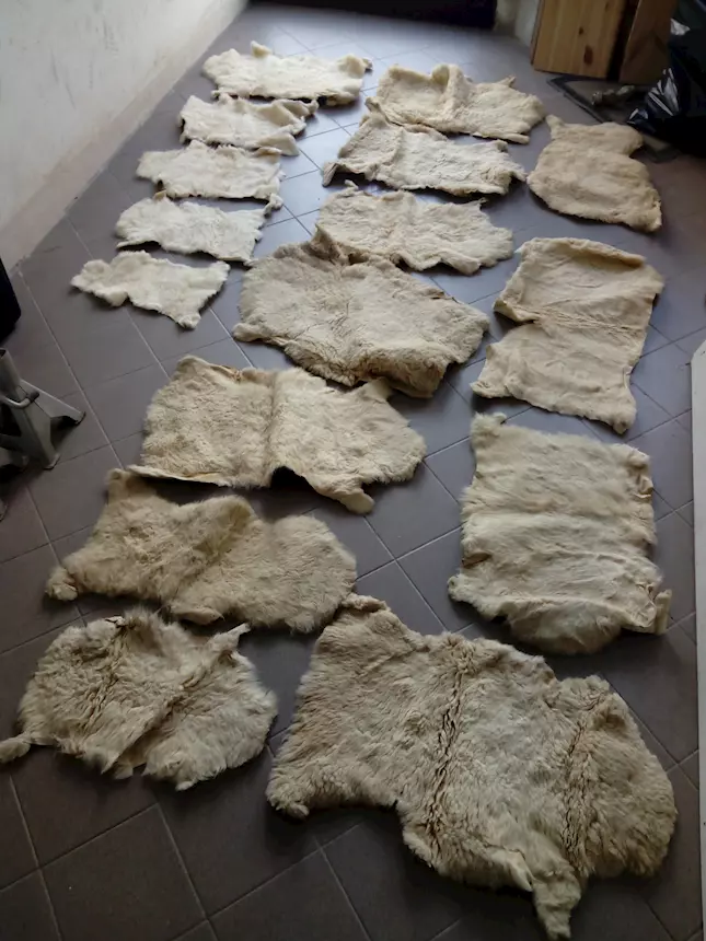Pelli di agnello o pecora 16 pezzi nuove colore beige chiaro, ottimo stato