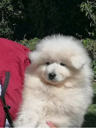 Samoiedo cuccioli