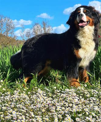Cuccioli Bovaro del Bernese con Pedigree