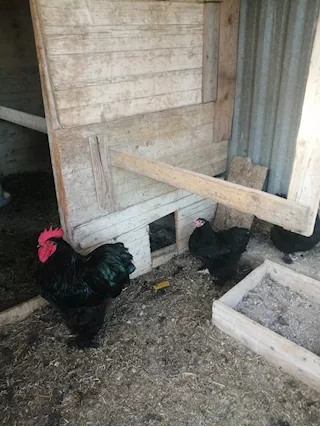 Uova feconde di cocincina gigante nera