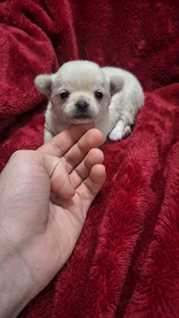 Chihuahua mini pedigree ENCI