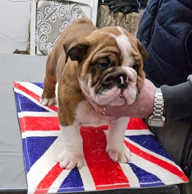 Bulldog inglese