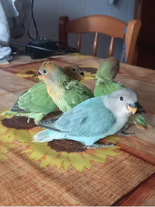 Pappagallino inseparabile allevato a mano, prezzo trattabile - Foto 4