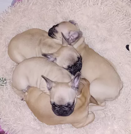 Cuccioli bulldog francese
