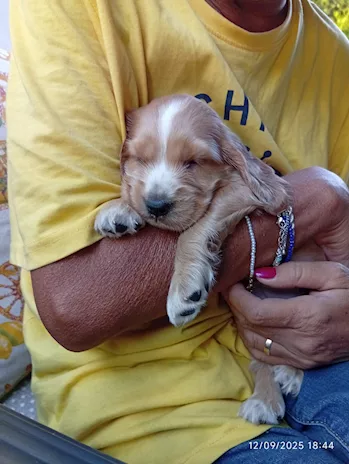 Cocker Spaniel