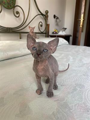 Gatti sphynx - Foto 2