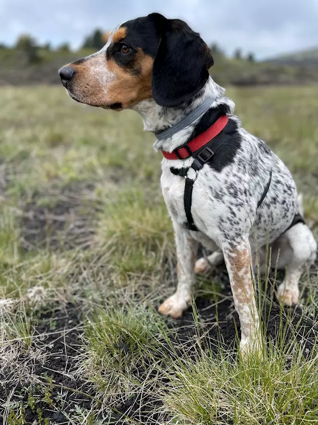 Principe bellissimo mix beagle/Razza setter, taglia media