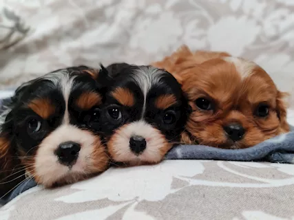 Cavalier King cucioli con pedigree ottimo prezzo