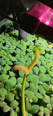 APONOGETON ULVACEUS - Foto 2