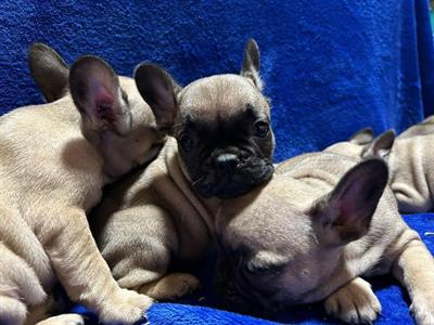 Bulldog francese cuccioli - Foto 6