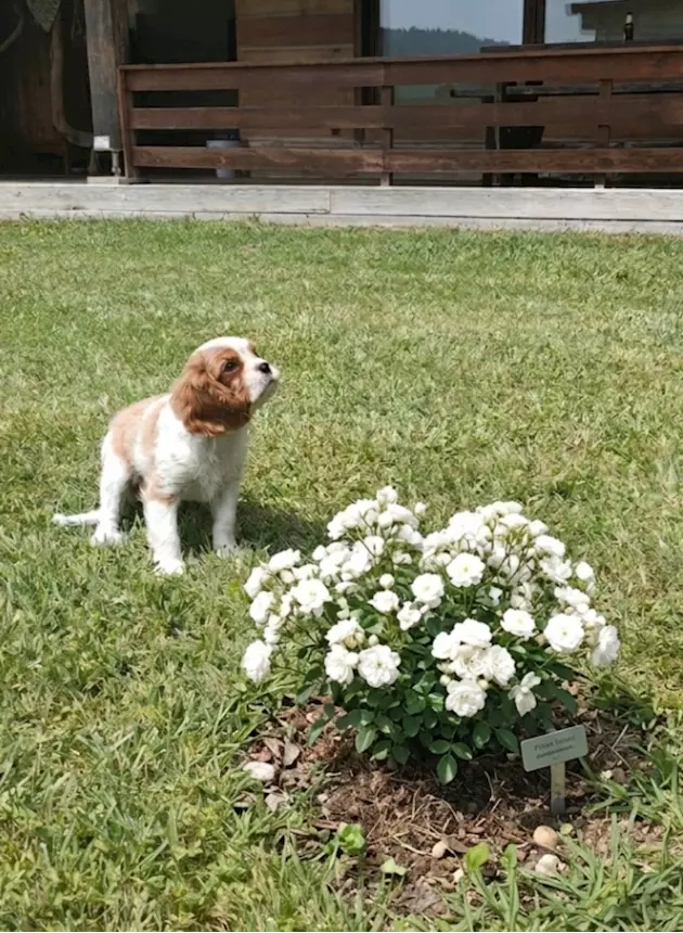 Foto 2Cuccioli Cavalier King