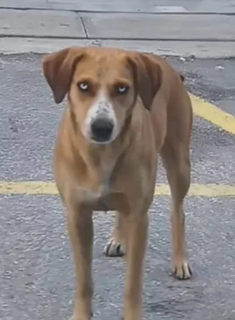 Livia 2 anni tg media occhi azzurri ok gatti urge salvezza