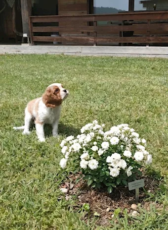 Cuccioli Cavalier King - Anteprima 2