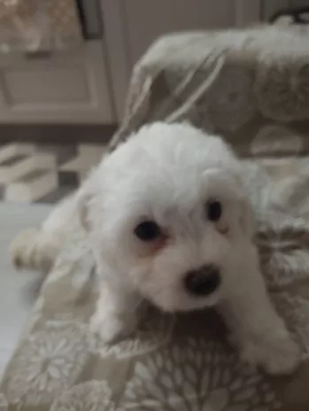 Cuccioli di Razza Maltese - Foto 6