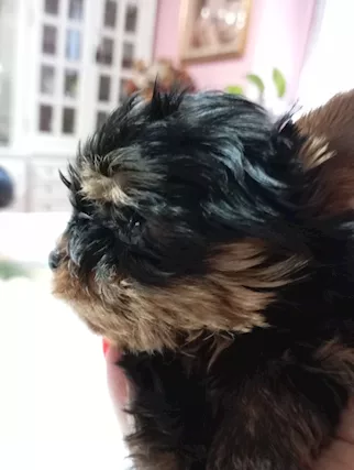 Cucciolo maschio bellissimo