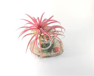Tillandsia ionantha sospesa - Foto 3
