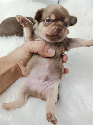 Chihuahua cuccioli pedigree - Foto 5