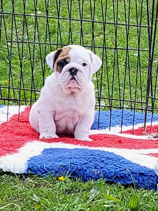Cuccioli bulldog inglese