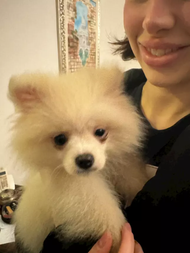 Foto 5Cucciolo Razza Pomerania, Spitz nano, color bianco crema
