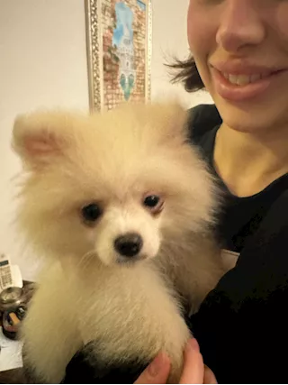 Cucciolo Razza Pomerania, Spitz nano, color bianco crema - Anteprima 5