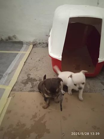 Chihuahua