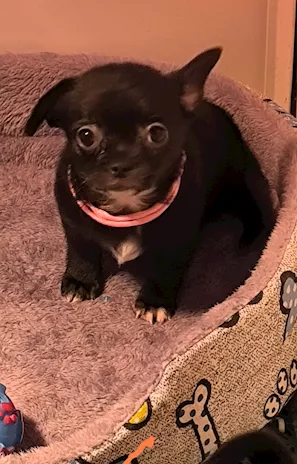 Cucciolo di Chihuahua