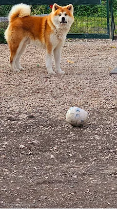 Akita inu
