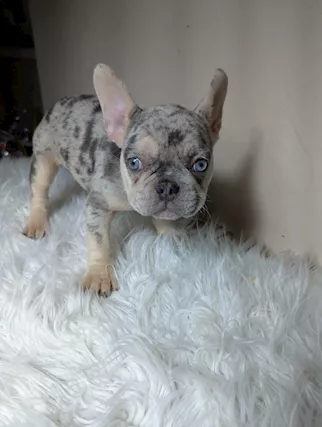Bulldog francesi cuccioli esotici