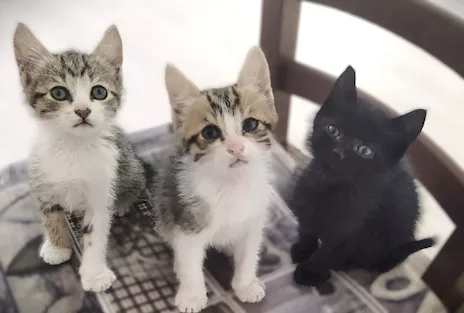 Gattini in regalo