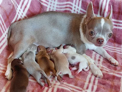 Cuccioli di chihuahua con pedigree