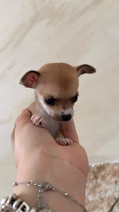 Chihuahua - Foto 2