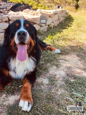 Cuccioli di BOVARO DEL BERNESE con Pedigree - Foto 4