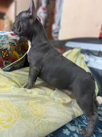 Cuccioli di Bulldog Francese