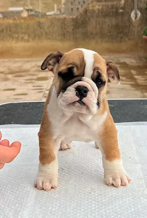 Bulldog - L allevamento ras el belat propone